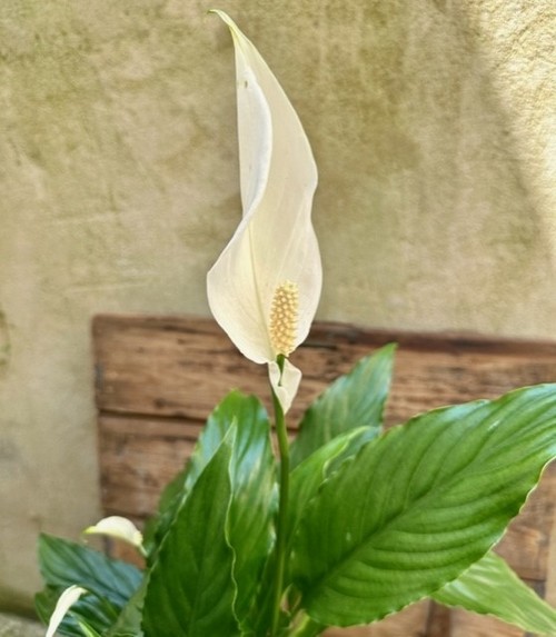 Potted Peace Lily