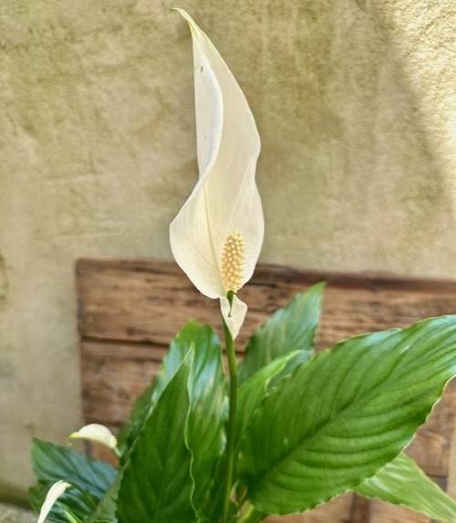 Potted Peace Lily