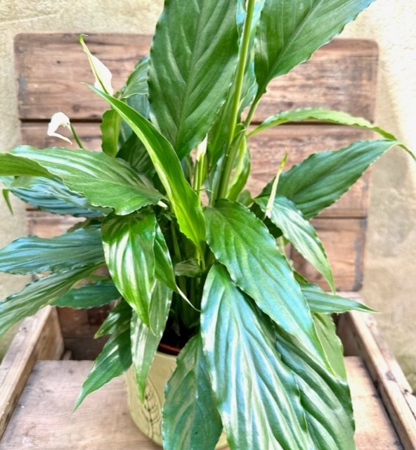 Potted Peace Lily