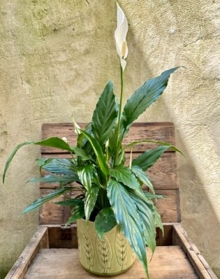 Potted Peace Lily