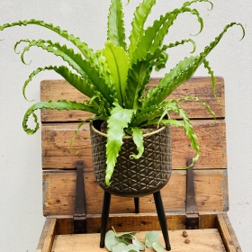 PLANTS