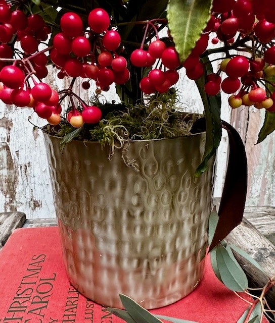 Ardisia Crenata Planter