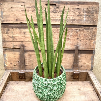 Potted Sansevieria Cylindrica