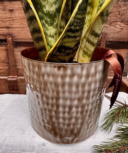 Potted Sansevieria Plant
