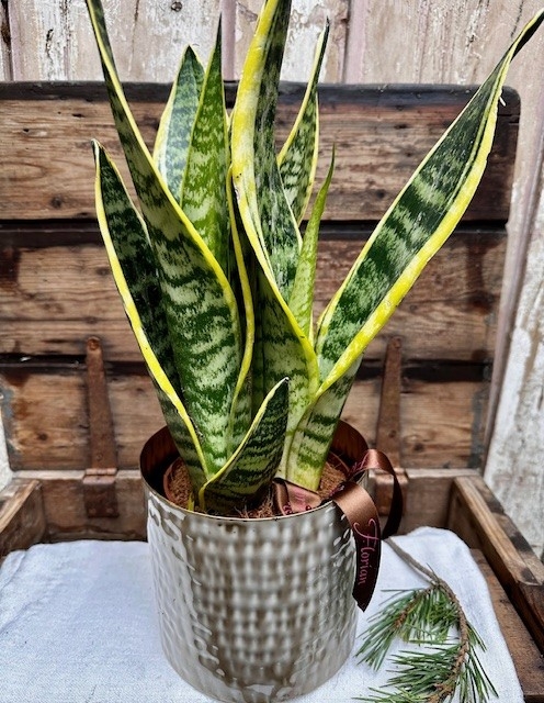 Potted Sansevieria Plant