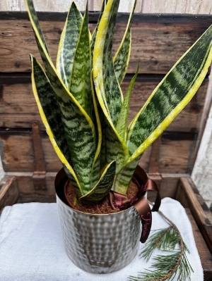 Potted Sansevieria Plant