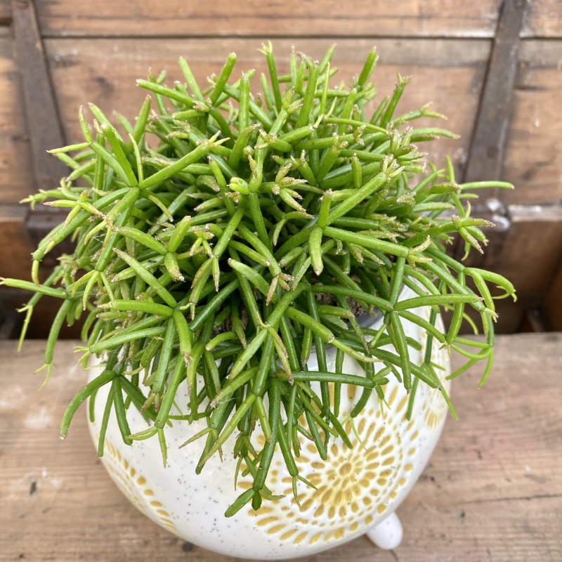 Rhipsalis succulent footed planter
