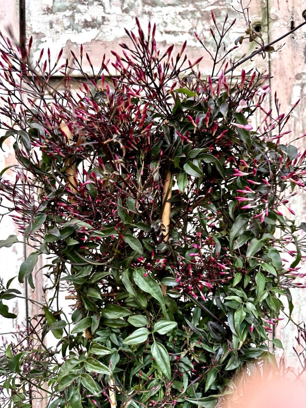 Scented Jasmine Planter Large
