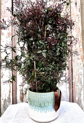 Scented Jasmine Planter Large
