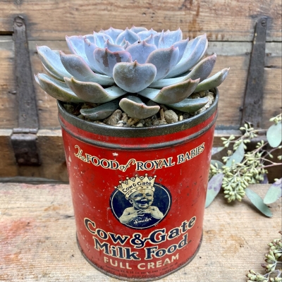 Vintage tin succulent planter