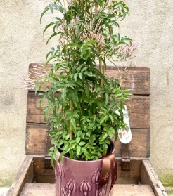 Large Fragrant Jasmine Planter
