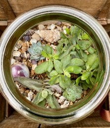 Indoor Succulent Garden