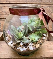 Indoor Succulent Garden