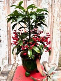 Ardisia Crenata Planter