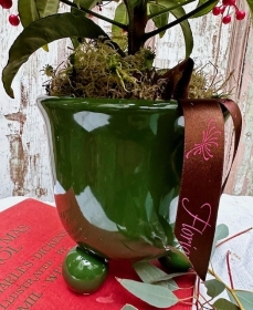 Ardisia Crenata Planter