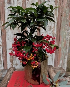 Ardisia Crenata Planter