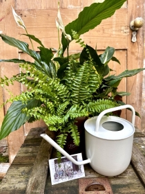 Houseplant Starter Kits