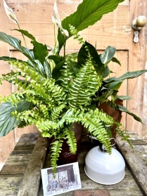 Houseplant Starter Kits