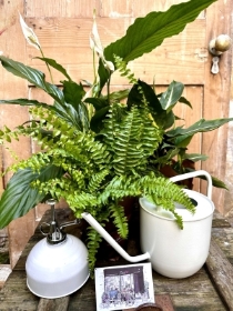 Houseplant Starter Kits