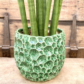 Potted Sansevieria Cylindrica