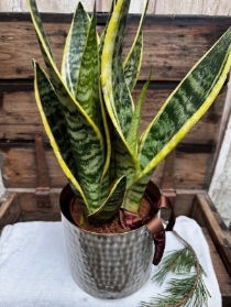 Potted Sansevieria Plant