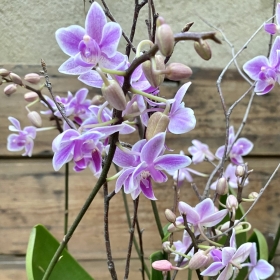 Potted Wild Rose Phalaenopsis orchid
