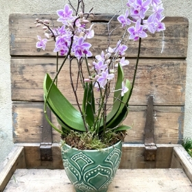 Potted Wild Rose Phalaenopsis orchid