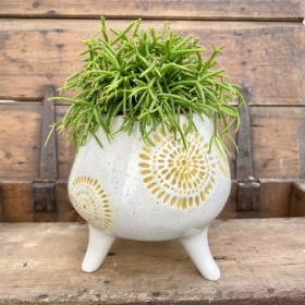 Rhipsalis succulent footed planter