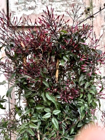 Scented Jasmine Planter Large