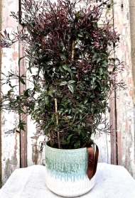 Scented Jasmine Planter Large