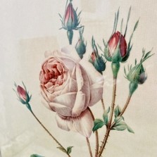 Vintage Framed Rose Print