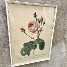 Vintage Framed Rose Print
