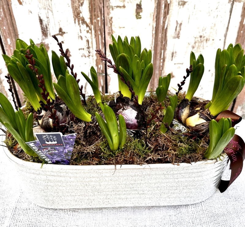 Scented Hyacinth multiflora Planter