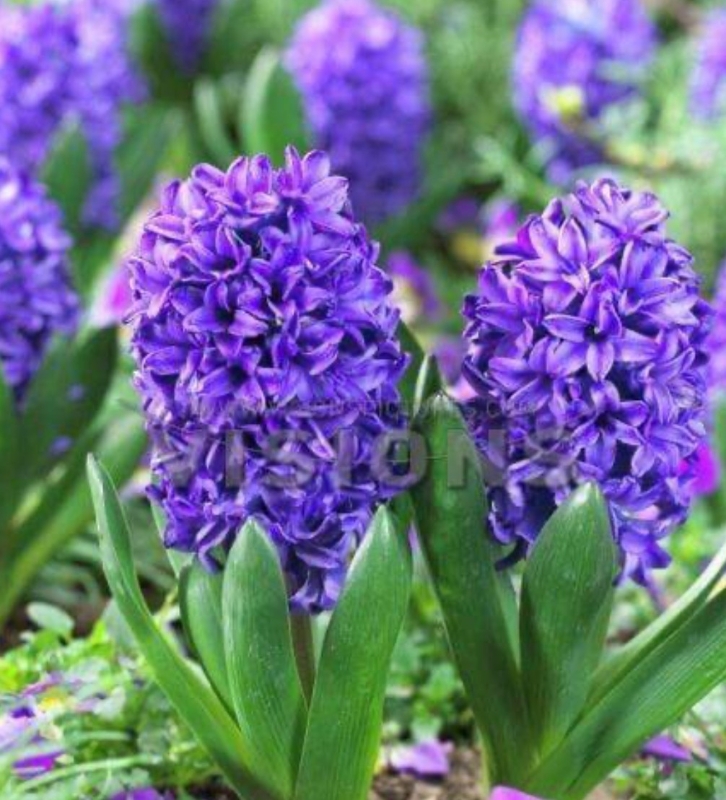 Scented Hyacinth multiflora Planter