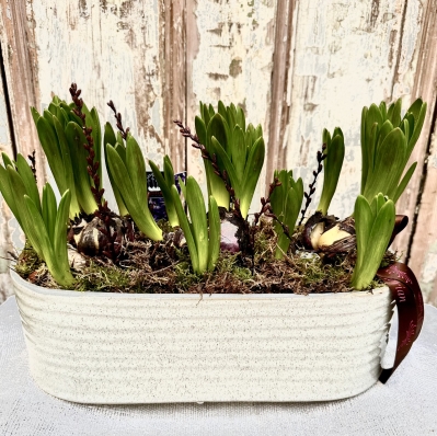 Scented Hyacinth multiflora Planter