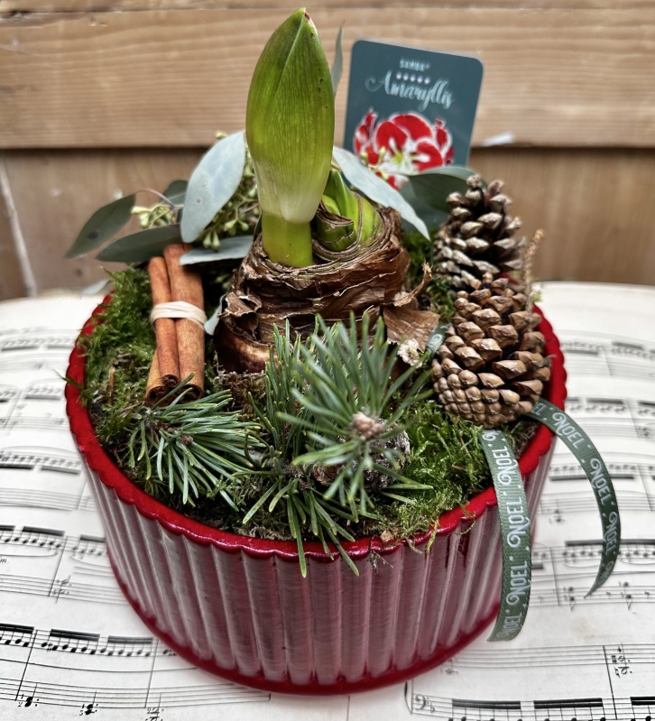Amerylis festive planter