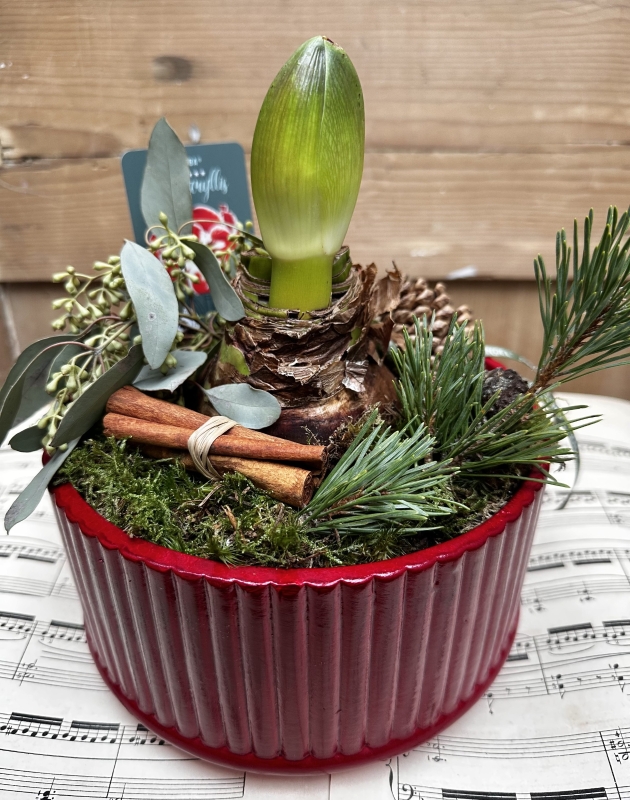 Amerylis festive planter