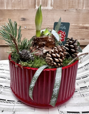 Amerylis festive planter