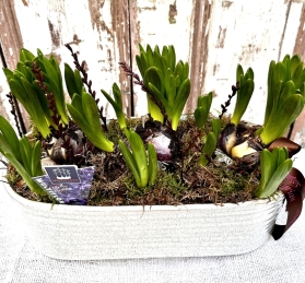 Scented Hyacinth multiflora Planter