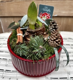 Amerylis festive planter