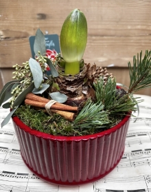 Amerylis festive planter