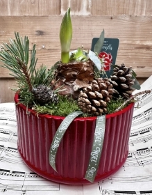 Amerylis festive planter