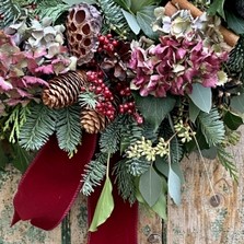 Christmas Wreath Hydrangea